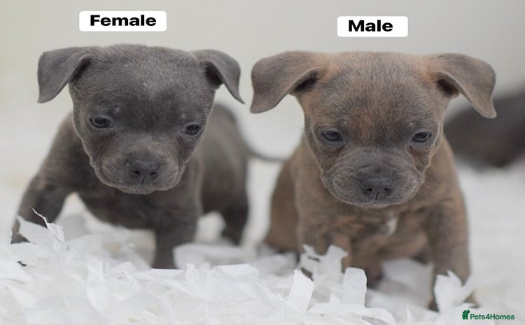 Staffordshire Bull Terrier dogs - Advert 3