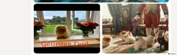 Pomeranian dogs for sale: Male lilac pomarainan George  - Advert 3