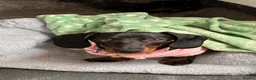 Miniature Dachshund dogs for sale: 7 Month Needs Rehoming ASAP - Advert 5