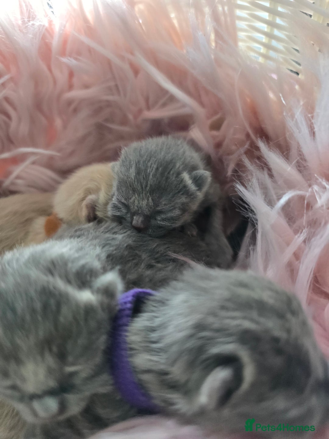 British Shorthair cats for sale: Beautiful Kittens looking forever home 😍😸 - Image 9