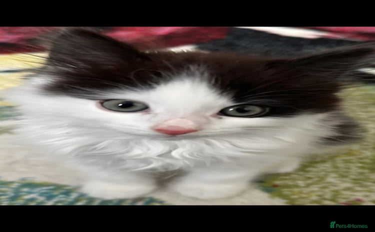 Domestic Shorthair cats - Advert 5