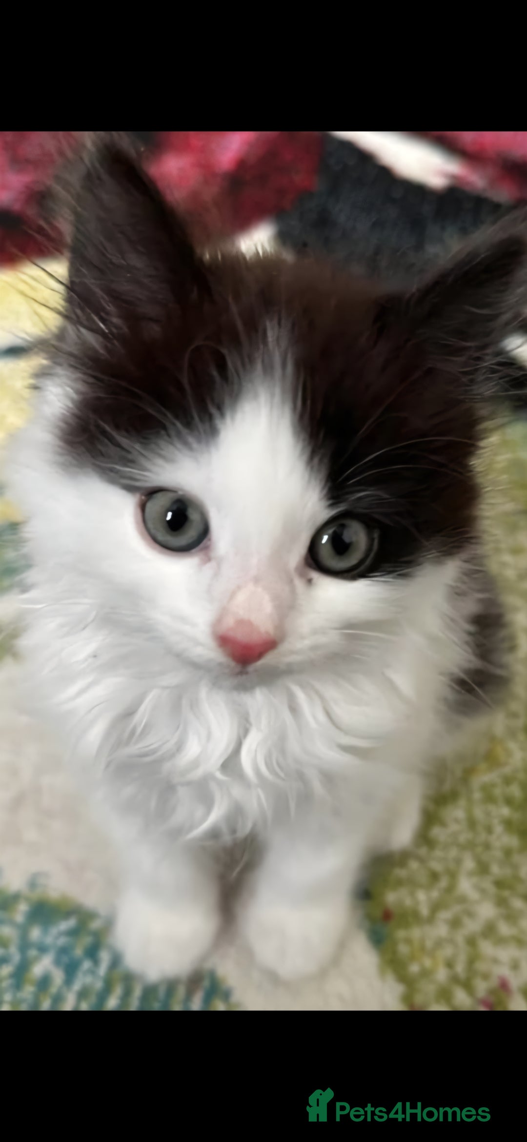 Domestic Shorthair cats for sale: Domestic long haired kittens  - Image 1