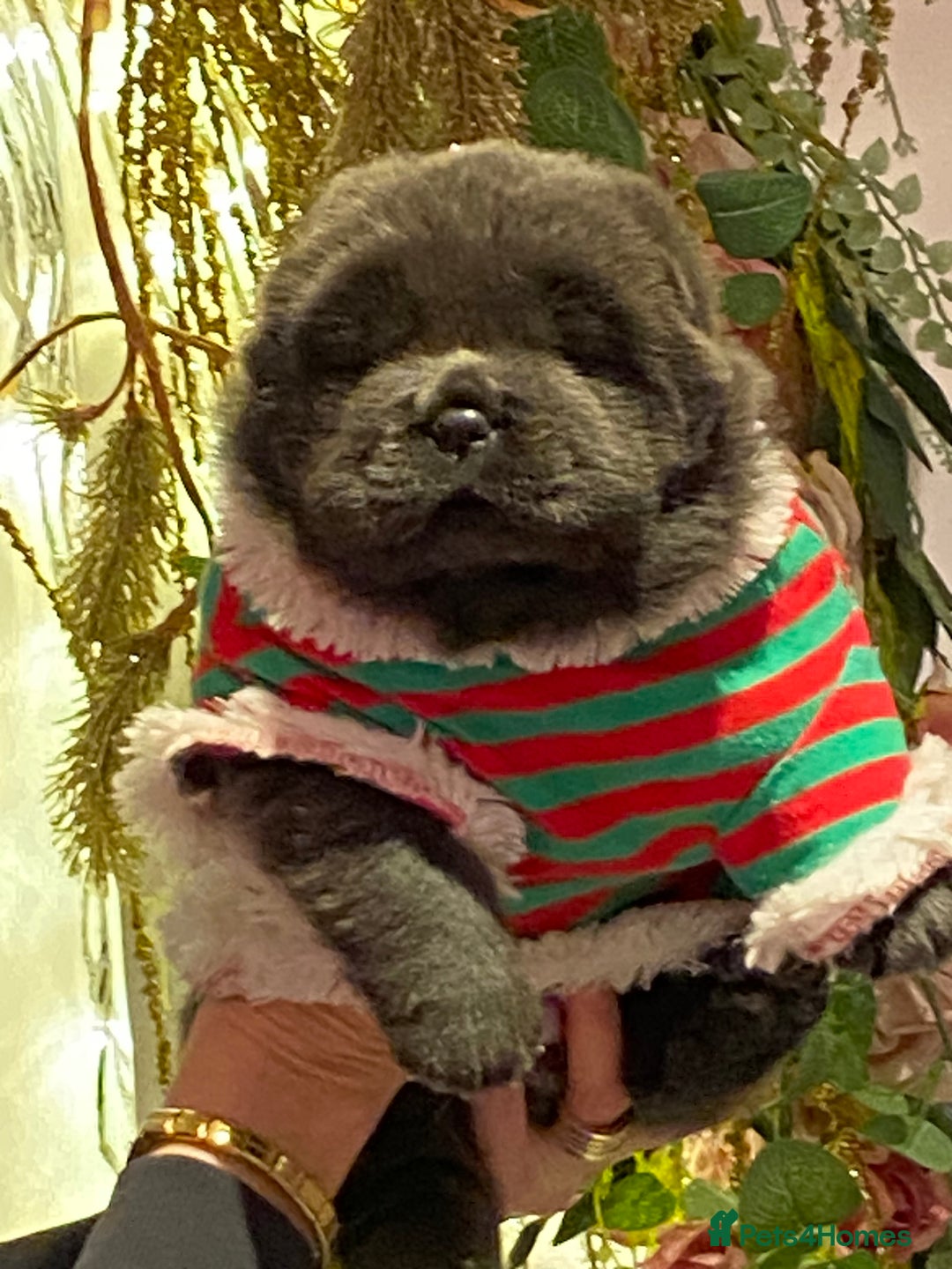 Chow Chow dogs for sale: Stunning kc chow chow  - Advert 20