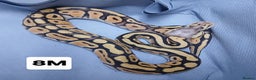 Python Snake reptiles for sale: Hatchling Male Royal Python's  - Advert 6