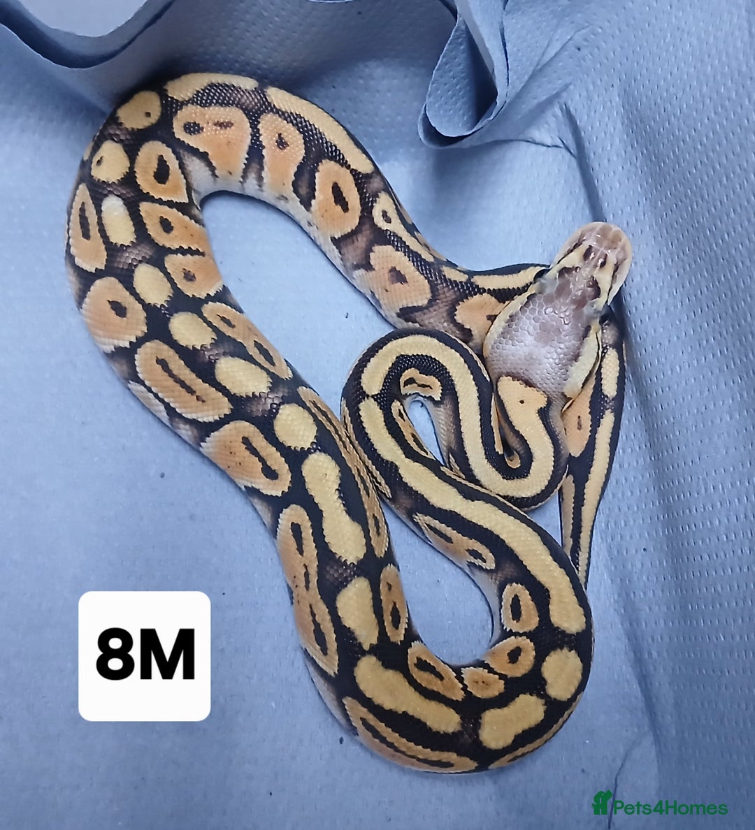 Python Snake reptiles for sale: Hatchling Male Royal Python's  - Advert 6