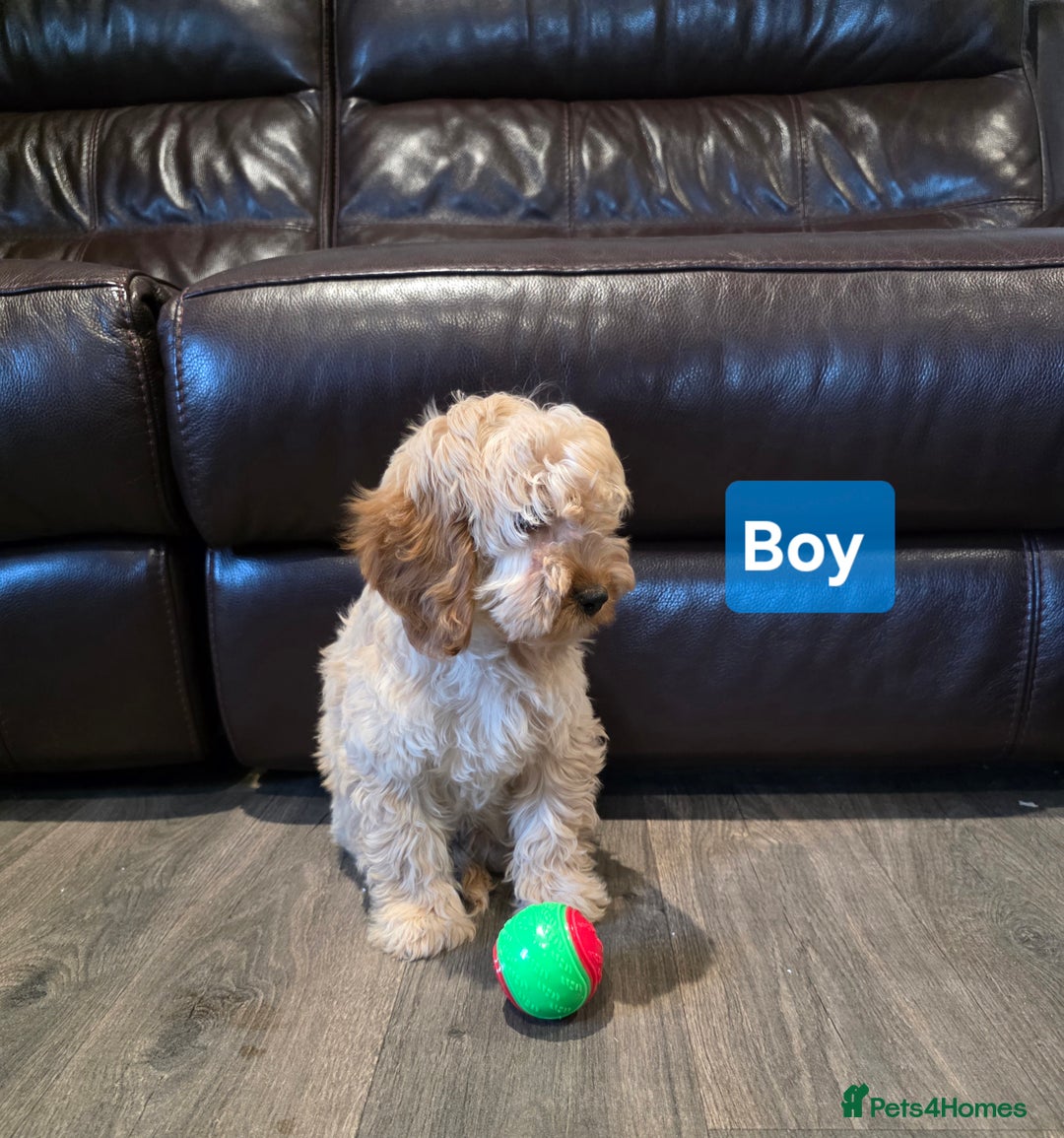 Cockapoo dogs for sale:  Adorable cockapoo pups ready to go 🐶 - Advert 3