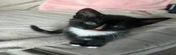 Mixed Breed cats for sale: 3 X Mixed breed kittens - Advert 2