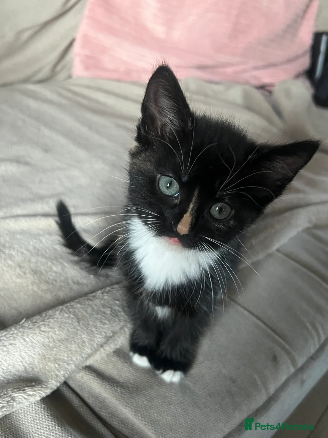 Mixed Breed cats for sale: 3 X Mixed breed kittens - Advert 2