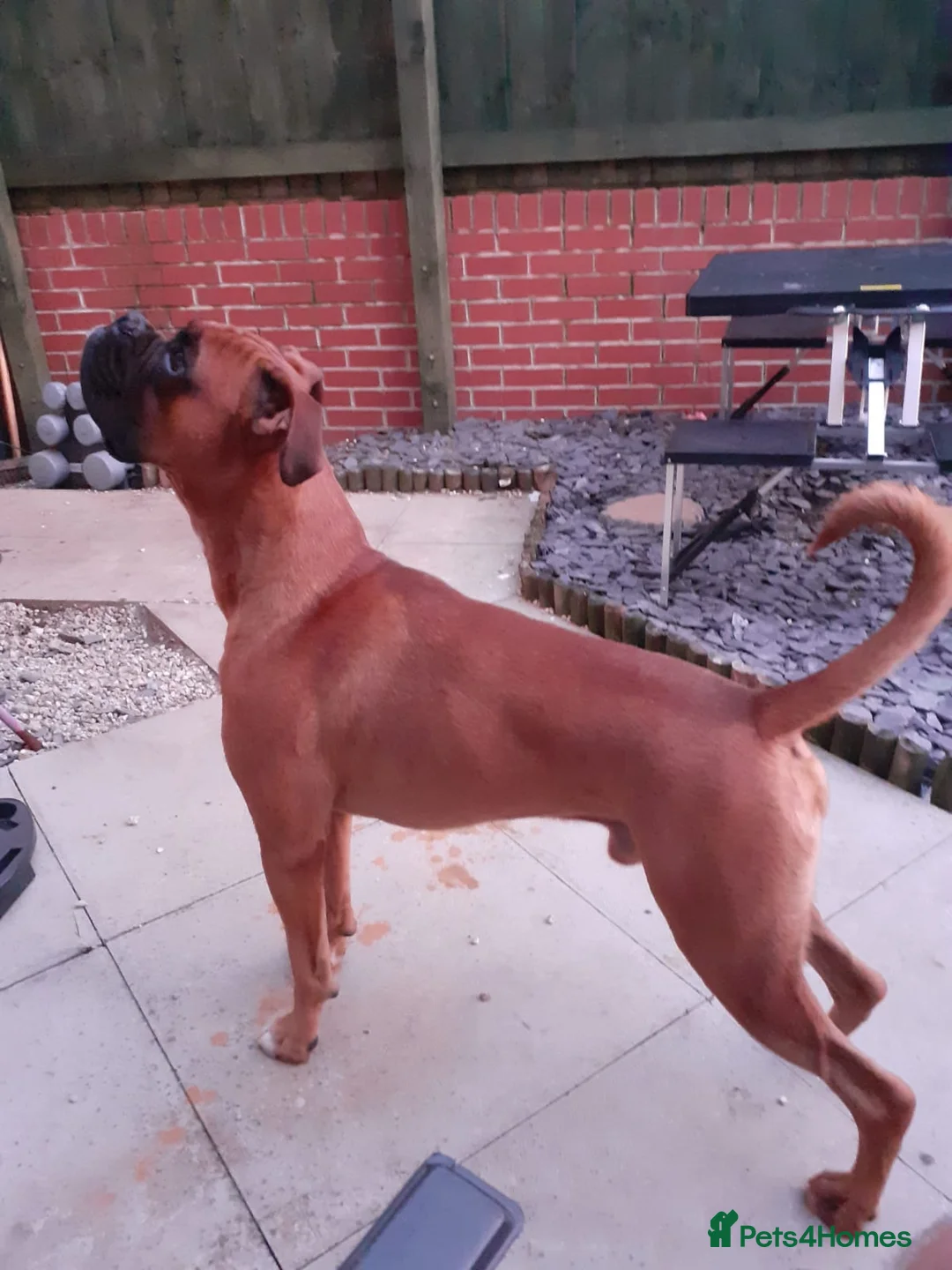 Boxer dogs for stud: KC Red and White Boxer to Stud - Advert 5