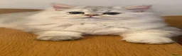 British Longhair cats for sale: British longhair  - Advert 6