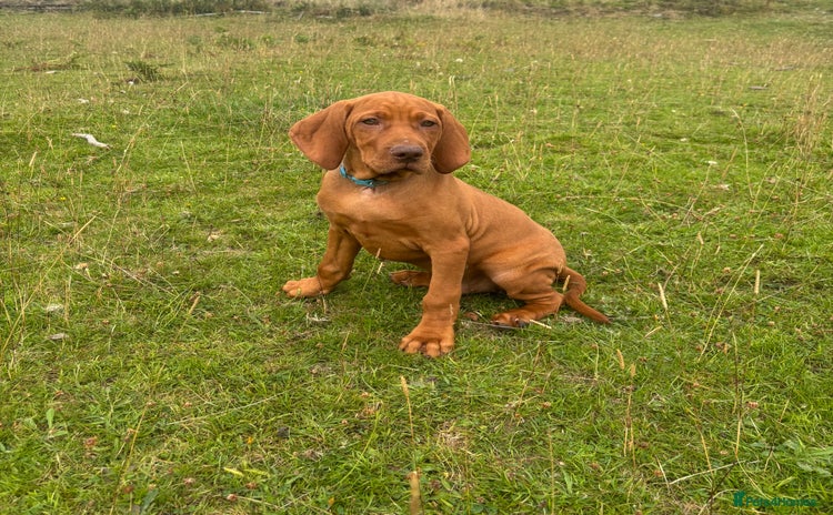 Hungarian Vizsla dogs - Advert 4