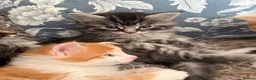 Maine Coon cats for sale: Gorgeous Maine Coon mix fur babies in Spennymoor - Advert 11