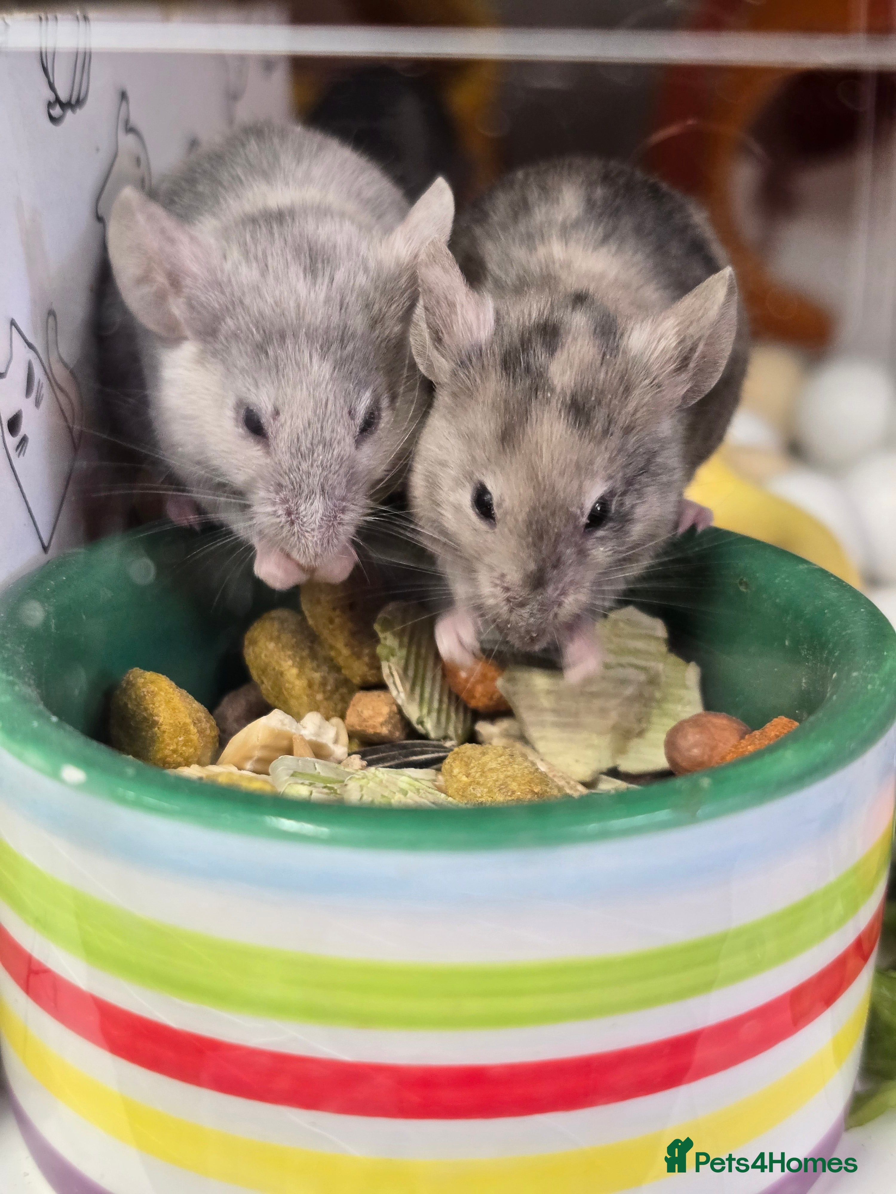 Mouse rodents Baby female mice available  - Advert 1