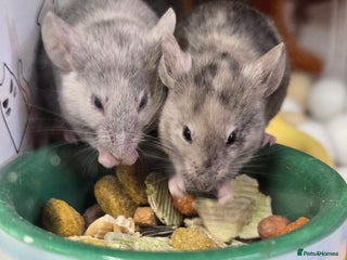 Mouse rodents Baby female mice available - Advert 2