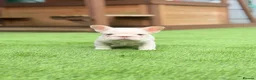 French Bulldog dogs for sale: Full pink husky  **  carrying curly boy in Basildon - Advert 1
