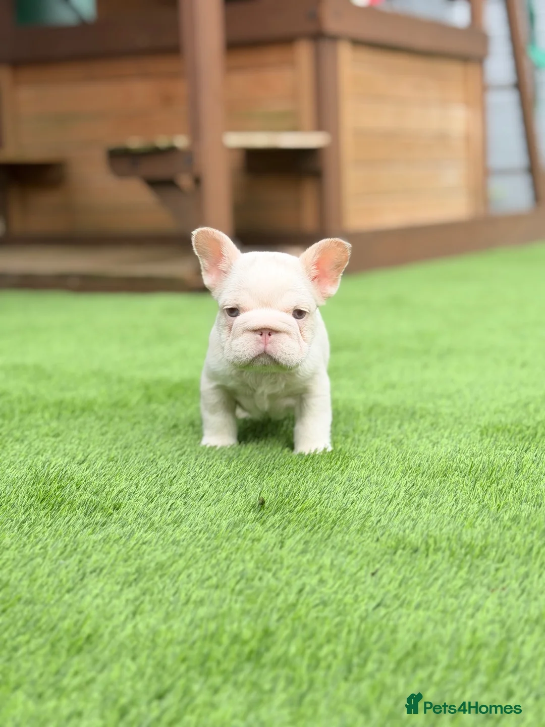 French Bulldog dogs for sale: Full pink husky  **  carrying curly boy in Basildon - Advert 1