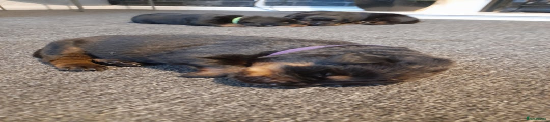 Rottweiler Puppy 8
