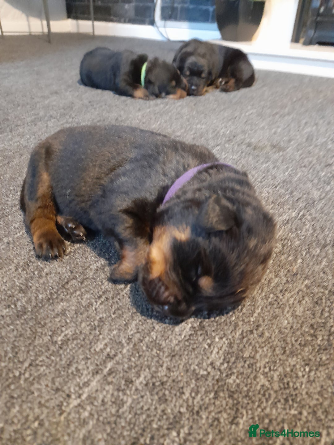 Rottweiler dogs for sale: Rottweiler  - Image 11