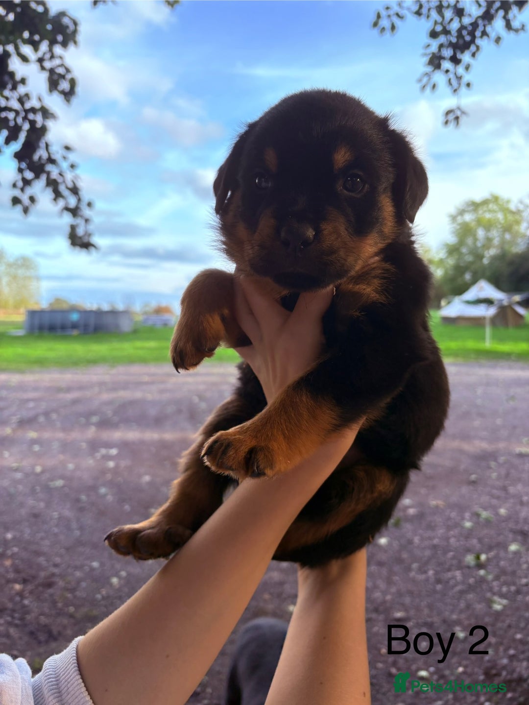 Rottweiler dogs for sale: Beautiful Rottweiler Pups, Ready this week! - Image 2