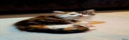 Mixed Breed cats for sale: 3 Beautiful Fluffy Kittens Looking for Homes - Advert 7