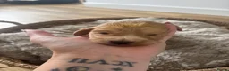 Cocker Spaniel dogs for sale: 6 Beautiful Cocker Spaniel Pups - Advert 18