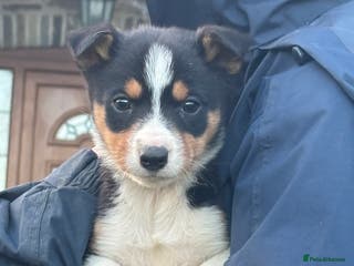 Border Collie dogs Collie puppies - Advert 12