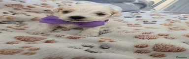 Maltipoo Puppy 5