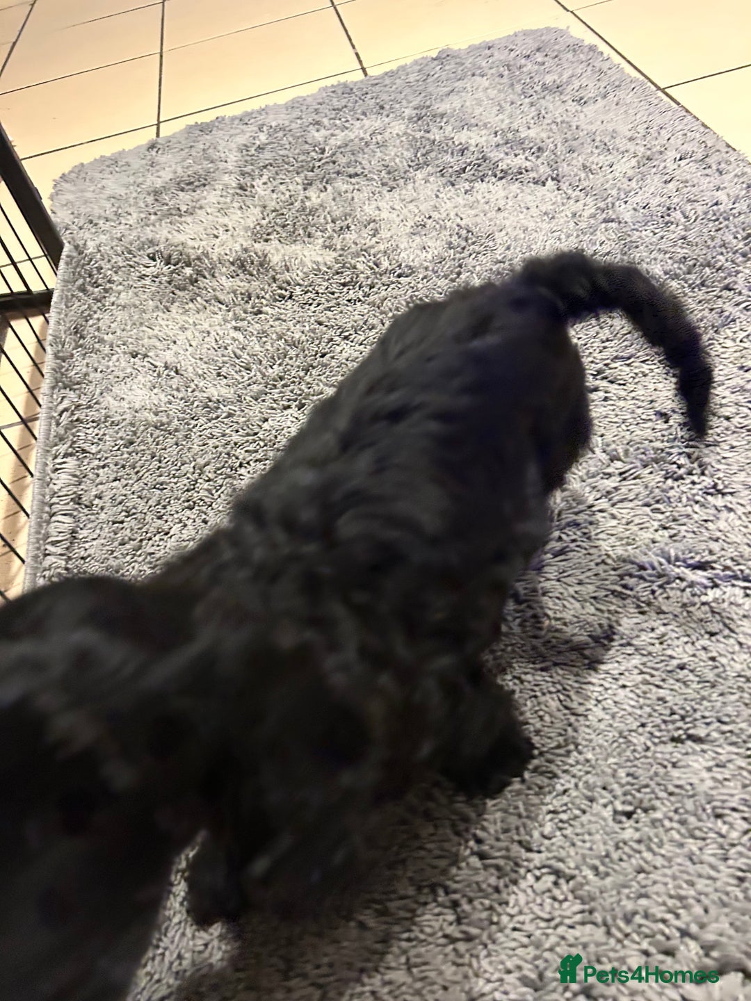 Cockapoo dogs for sale: Cockapoos puppies  - Image 15