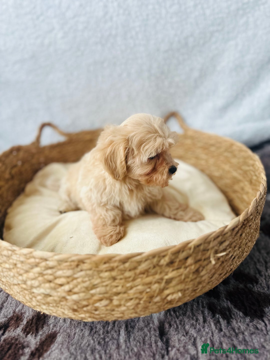 Maltipoo dogs for sale: F1 Toy Maltipoo puppys   - Image 36