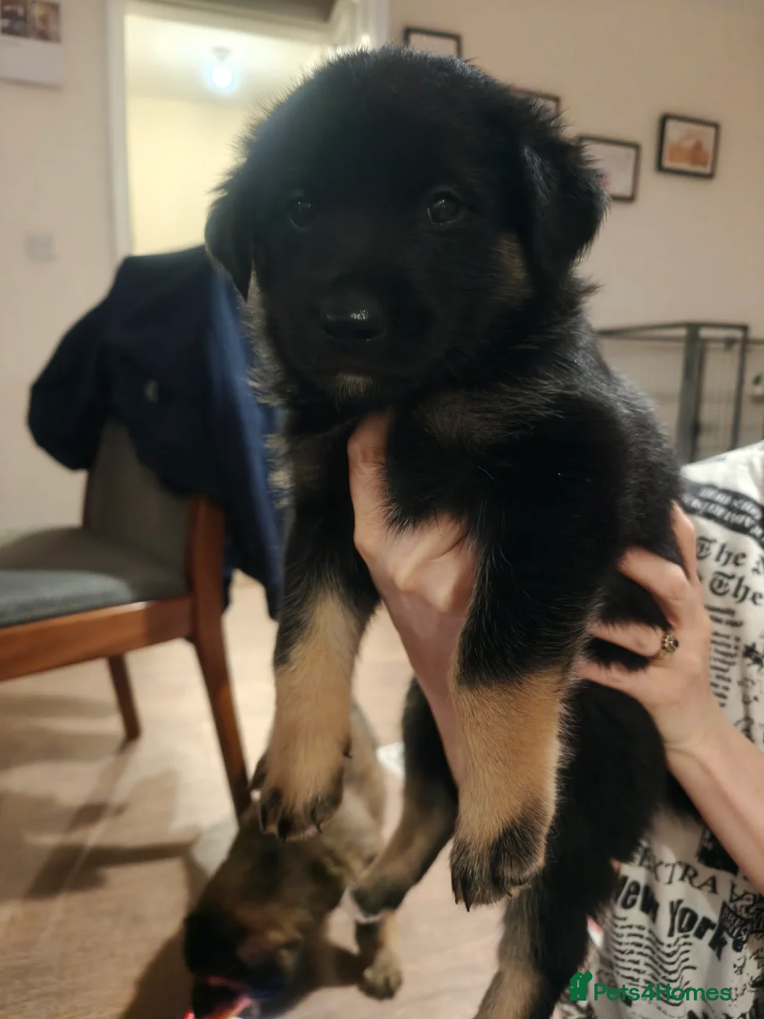 Shepsky dogs for sale: German shepherd/ husky cross 3 puppies  in Dereham - Advert 2