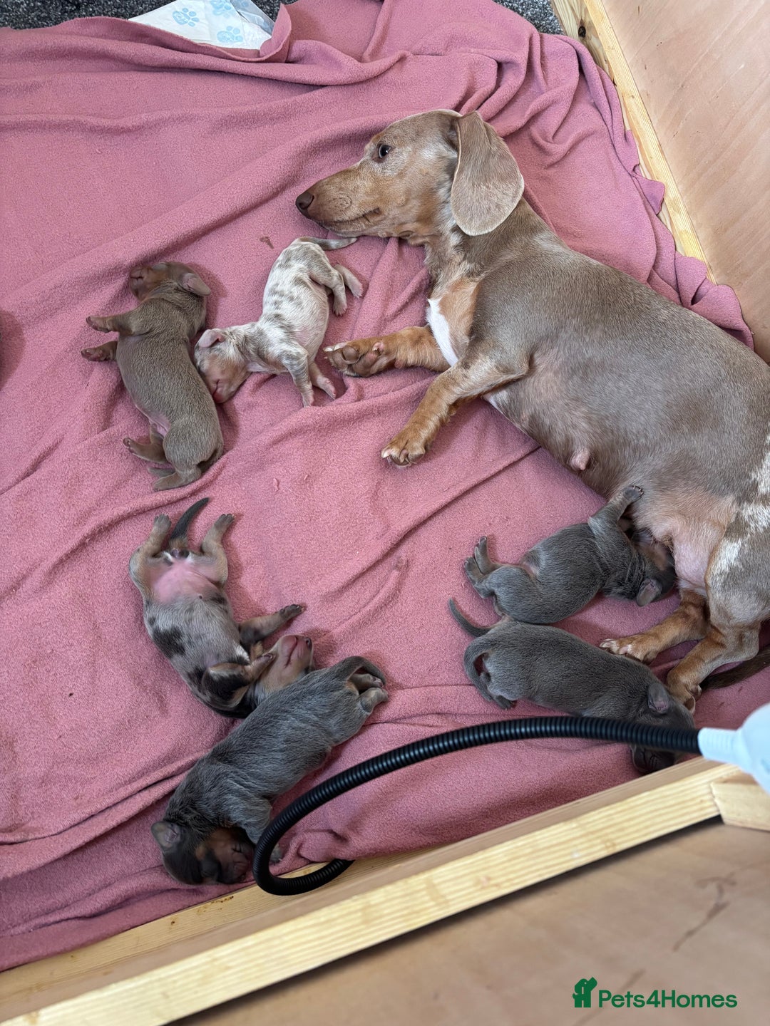 Miniature Dachshund dogs for sale: Miniature dachshunds baby’s for sale  - Image 6