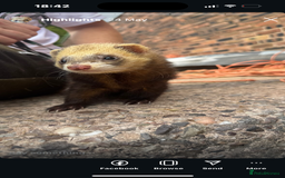 Ferret rodents for sale: Hob ferret - Image 3