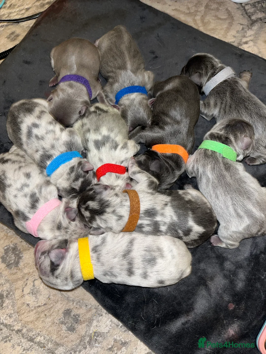 French Bulldog dogs for sale: Beautiful litter of 10 French bulldogs! - Advert 5
