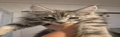 Albie