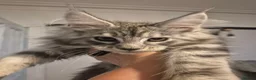 Maine Coon cats for sale: Maine Coon Kittens READY NOW - Advert 10