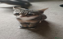 Mixed Breed cats for sale:  Kittens need new homes!! 🤗🤗 - Image 1