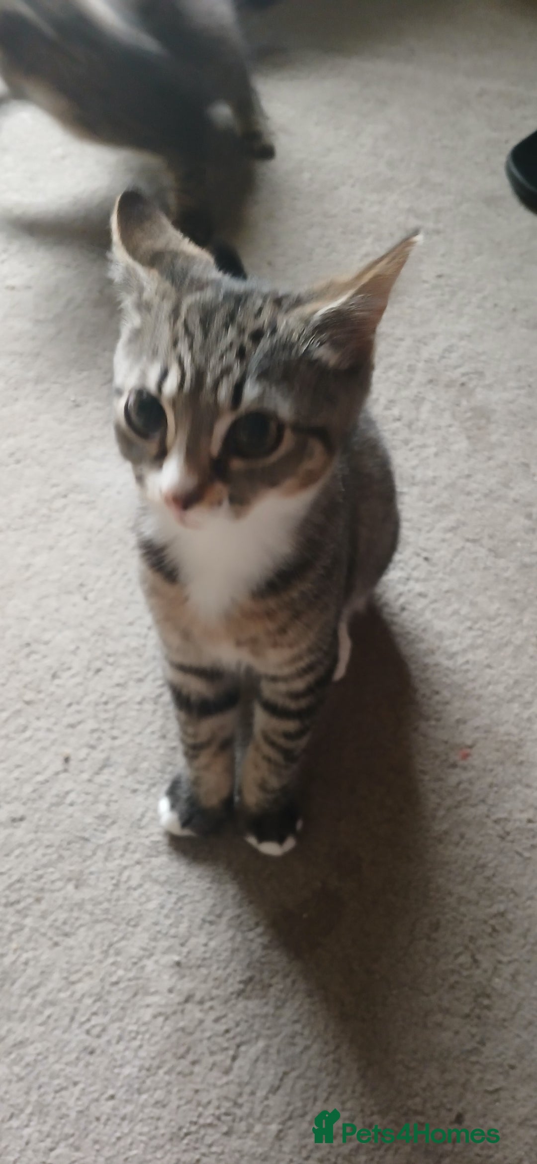 Mixed Breed cats for sale:  Kittens need new homes!! 🤗🤗 - Image 1
