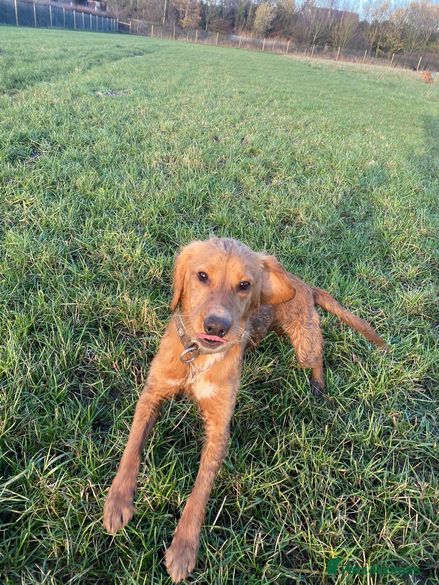 Cocker Spaniel dogs Beautiful cocker spaniel - Advert 15