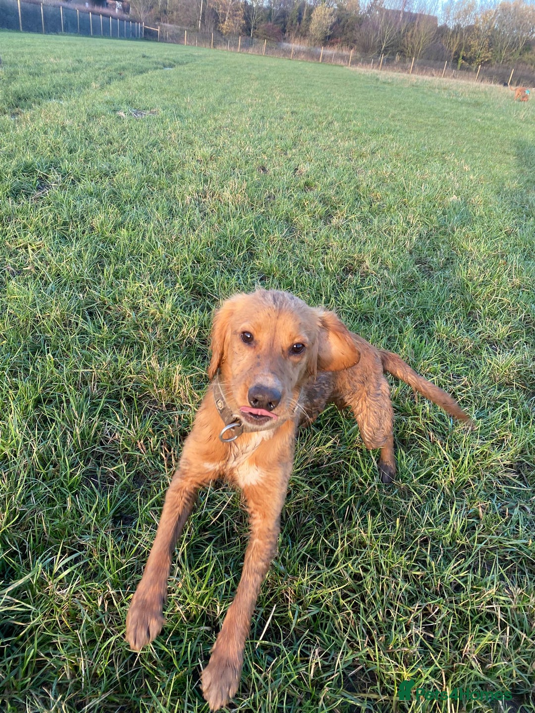 Cocker Spaniel dogs for sale: Beautiful cocker spaniel - Advert 1