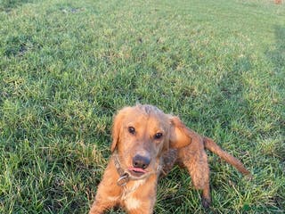 Cocker Spaniel dogs Beautiful cocker spaniel - Advert 6