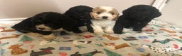 Mixed Breed dogs for sale: 4 male pups - Advert 6