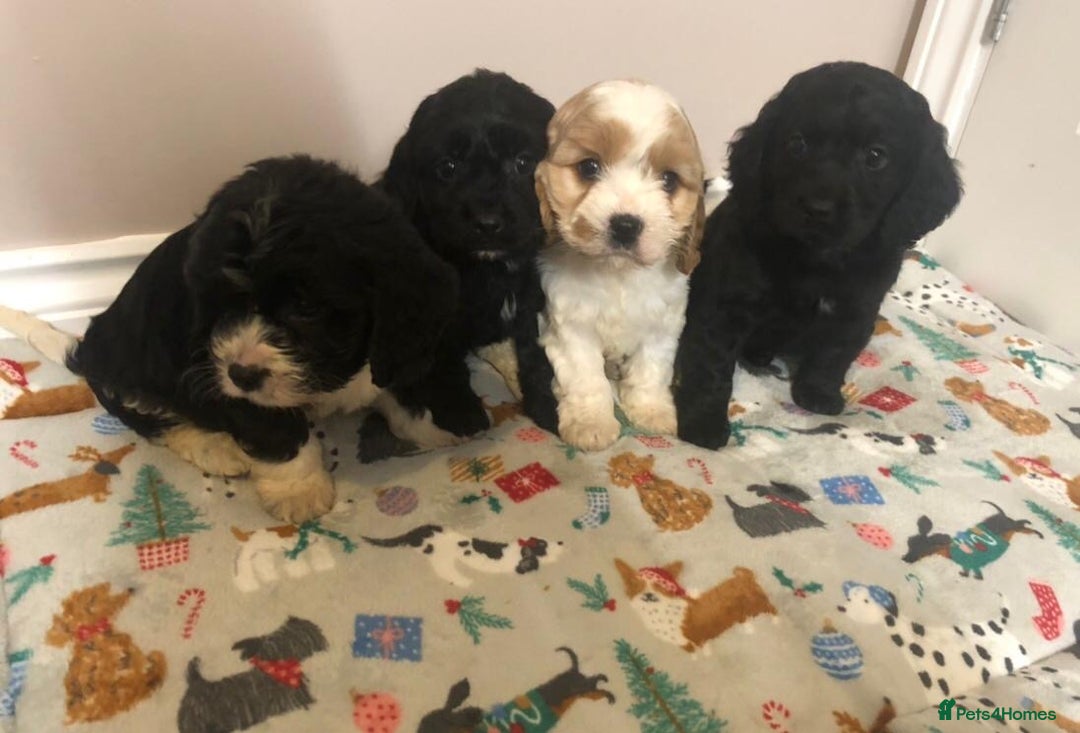 Mixed Breed dogs for sale: 4 male pups - Advert 6