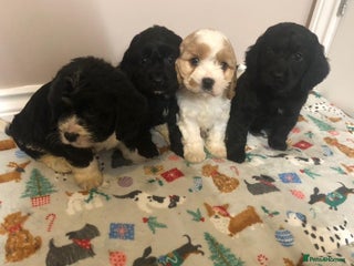 Mixed Breed dogs 4 male pups - Advert 7