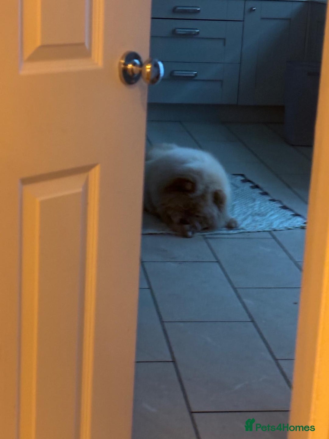 Chow Chow dogs for sale: Female chow chow for adoption - Advert 3