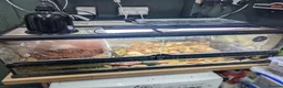 Frog reptiles for sale: Giant African bullfrog with enclosure/setup  in Swadlincote - Advert 4
