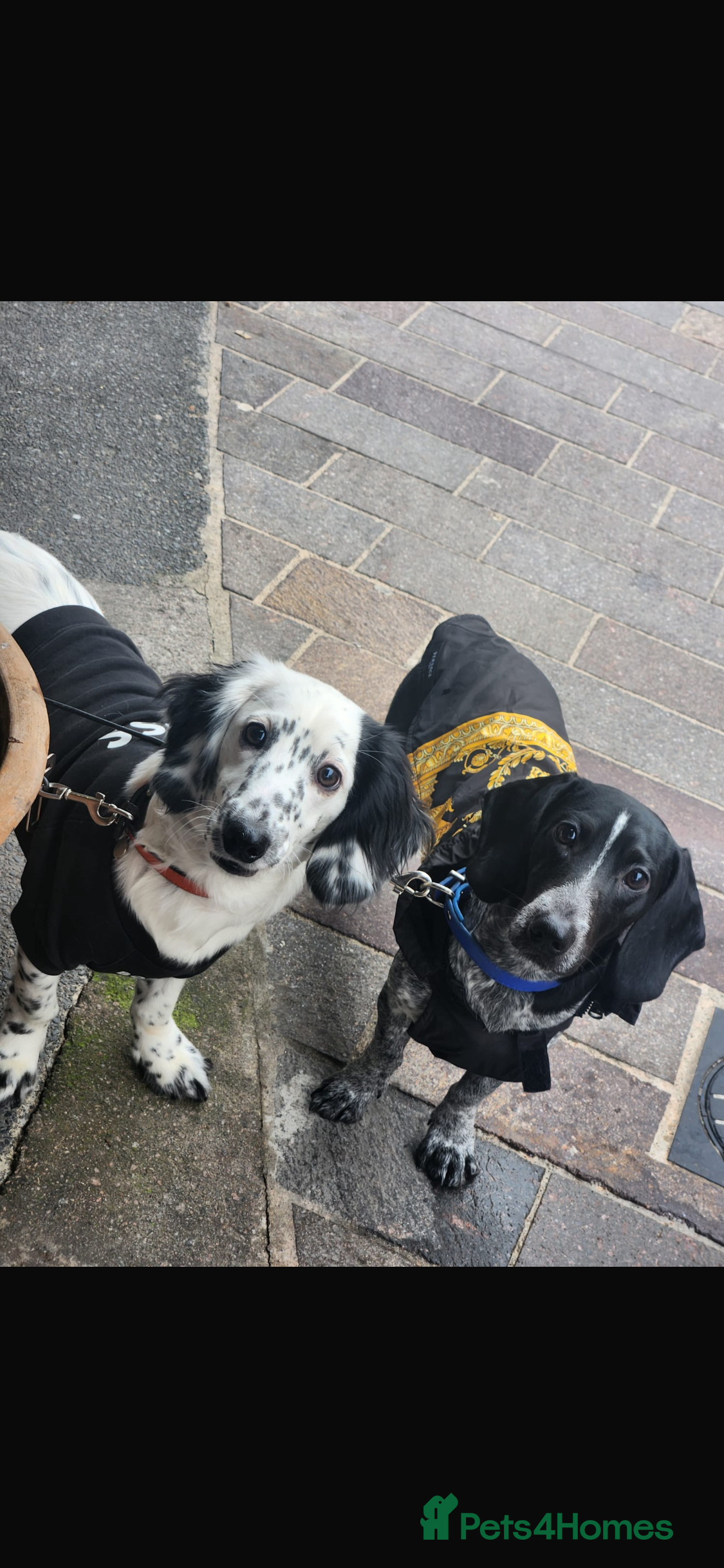 Dachshund dogs Lovely white dachshunds in Kensington  - Advert 1