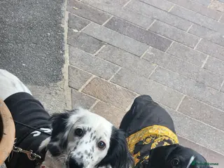 Dachshund dogs Lovely white dachshunds in Kensington - Advert 2