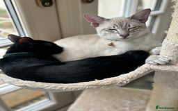 Bengal cats for sale: Beautiful Bengal Kittens - 4 boys, 1 girl - Image 11