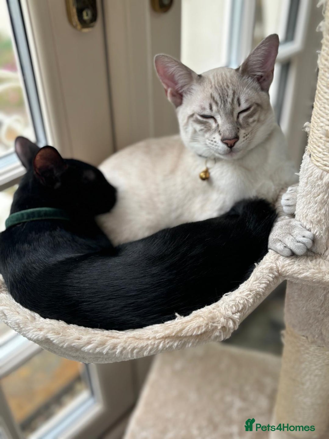 Bengal cats for sale: Beautiful Bengal Kittens - 4 boys, 1 girl - Image 11