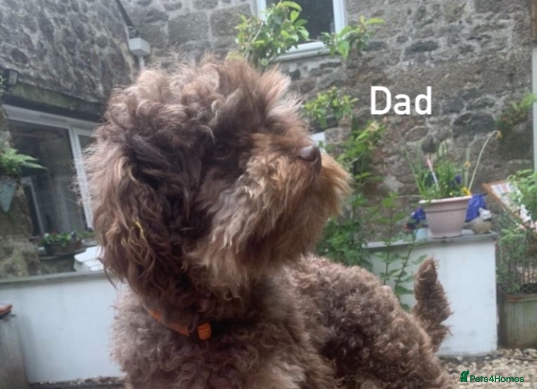 Poochon dogs for sale: F1 Poochon puppies  - Image 2